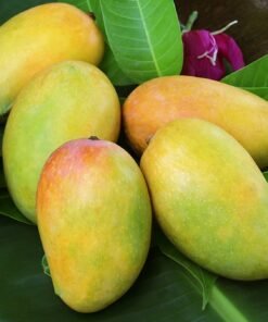 Trái Xoài - Ảnh 3