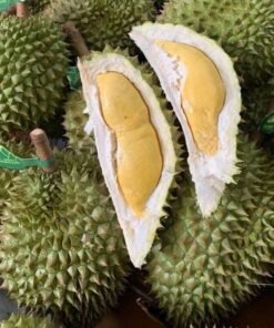 Sầu Riêng RI6